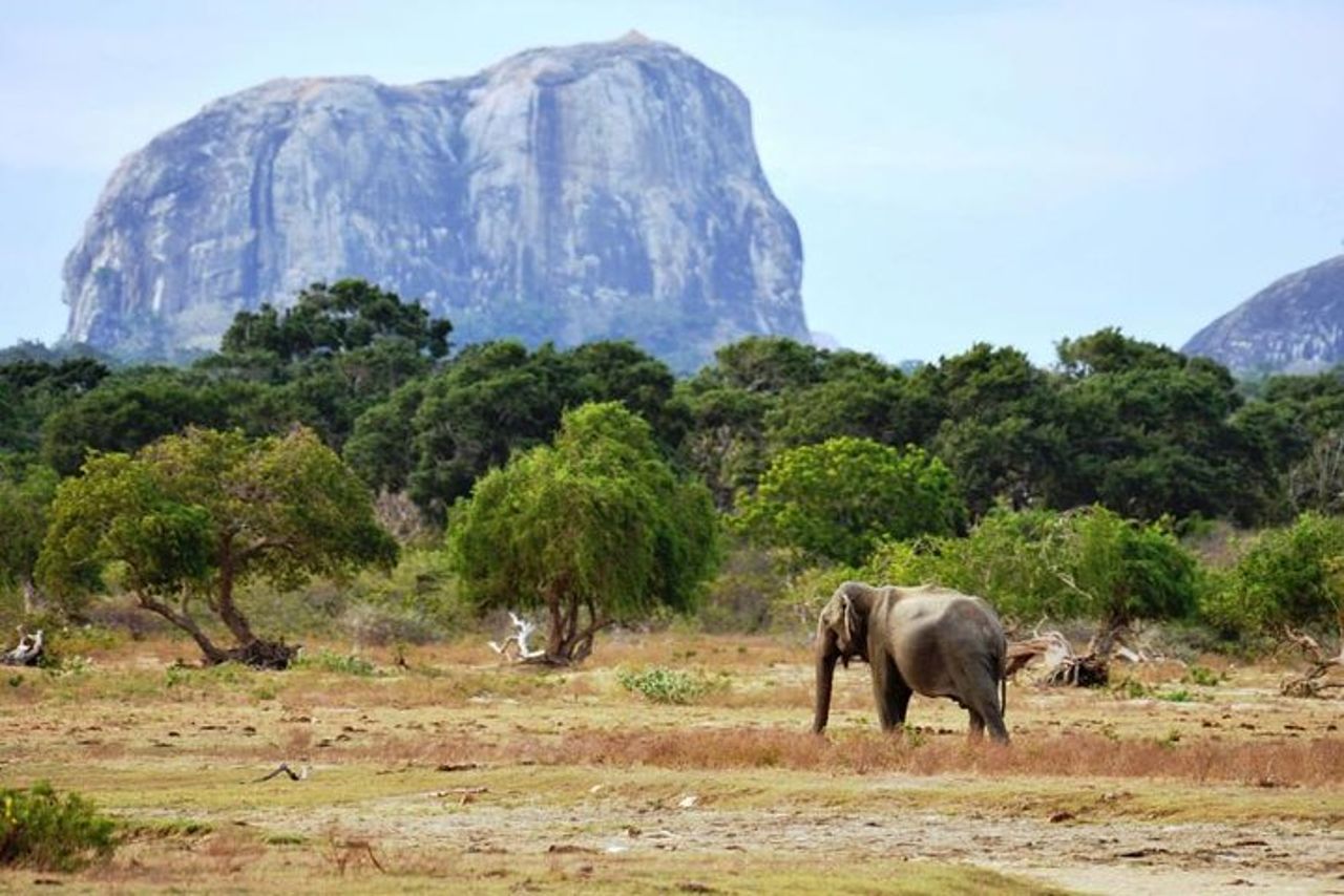 Yala Wild Adventure Safari — 3