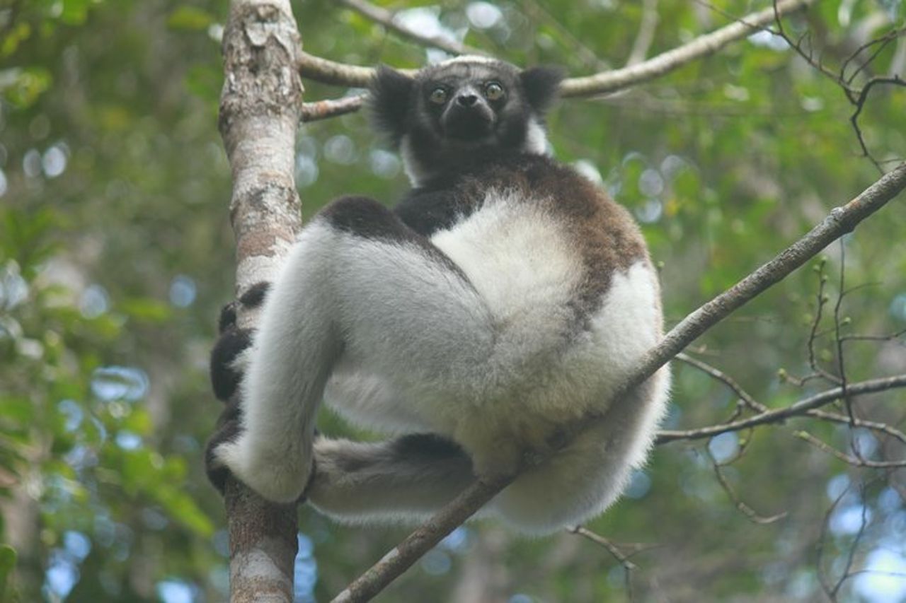 Tour della natura del Madagascar per 2 giorni — 2