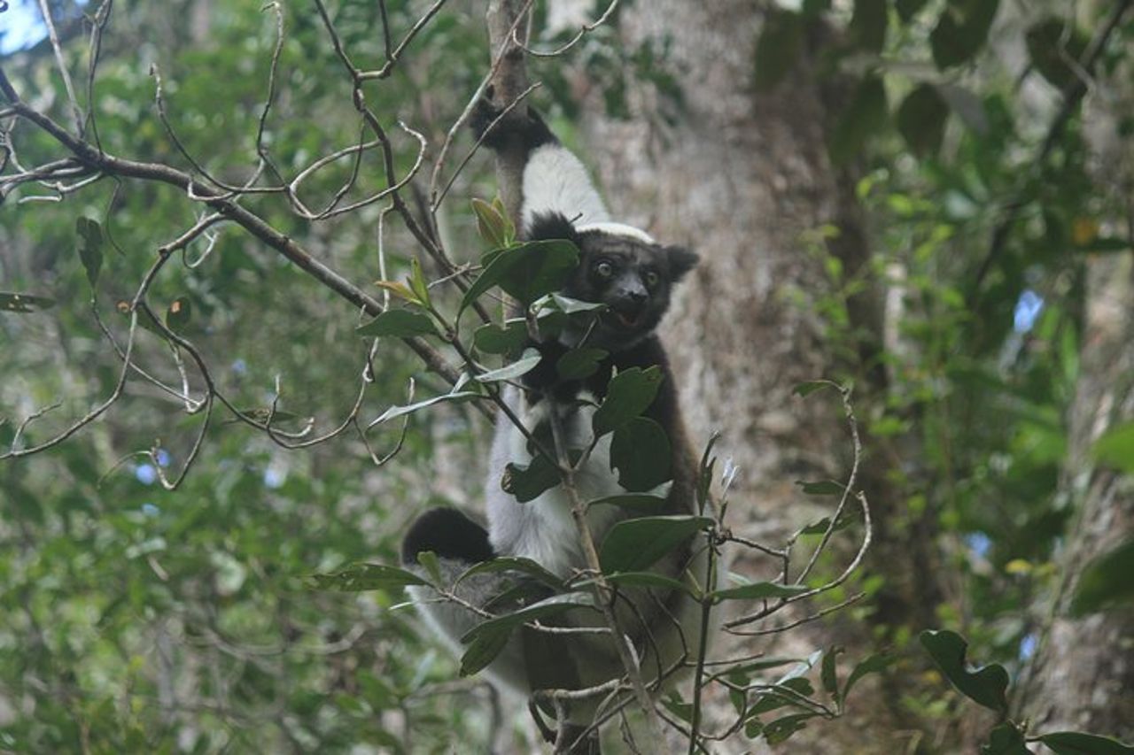 Tour della natura del Madagascar per 2 giorni — 9