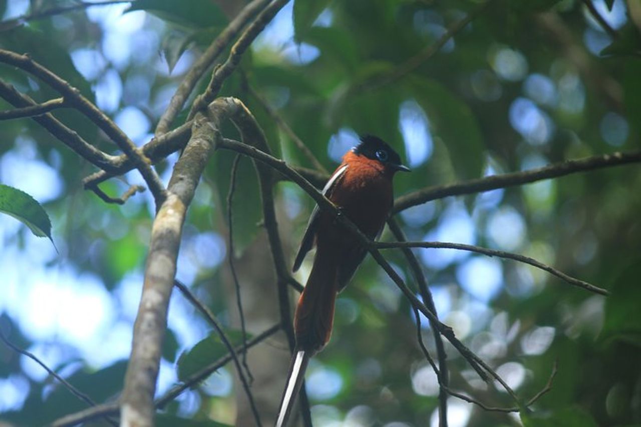Tour della natura del Madagascar per 2 giorni — 8