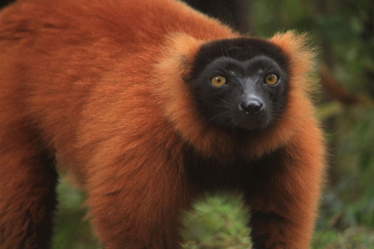 Tour della natura del Madagascar per 2 giorni — 3