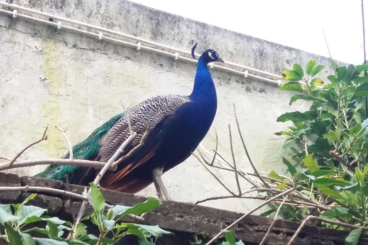 Tour dei momenti salienti e delle tradizioni della città murata di Évora — 2