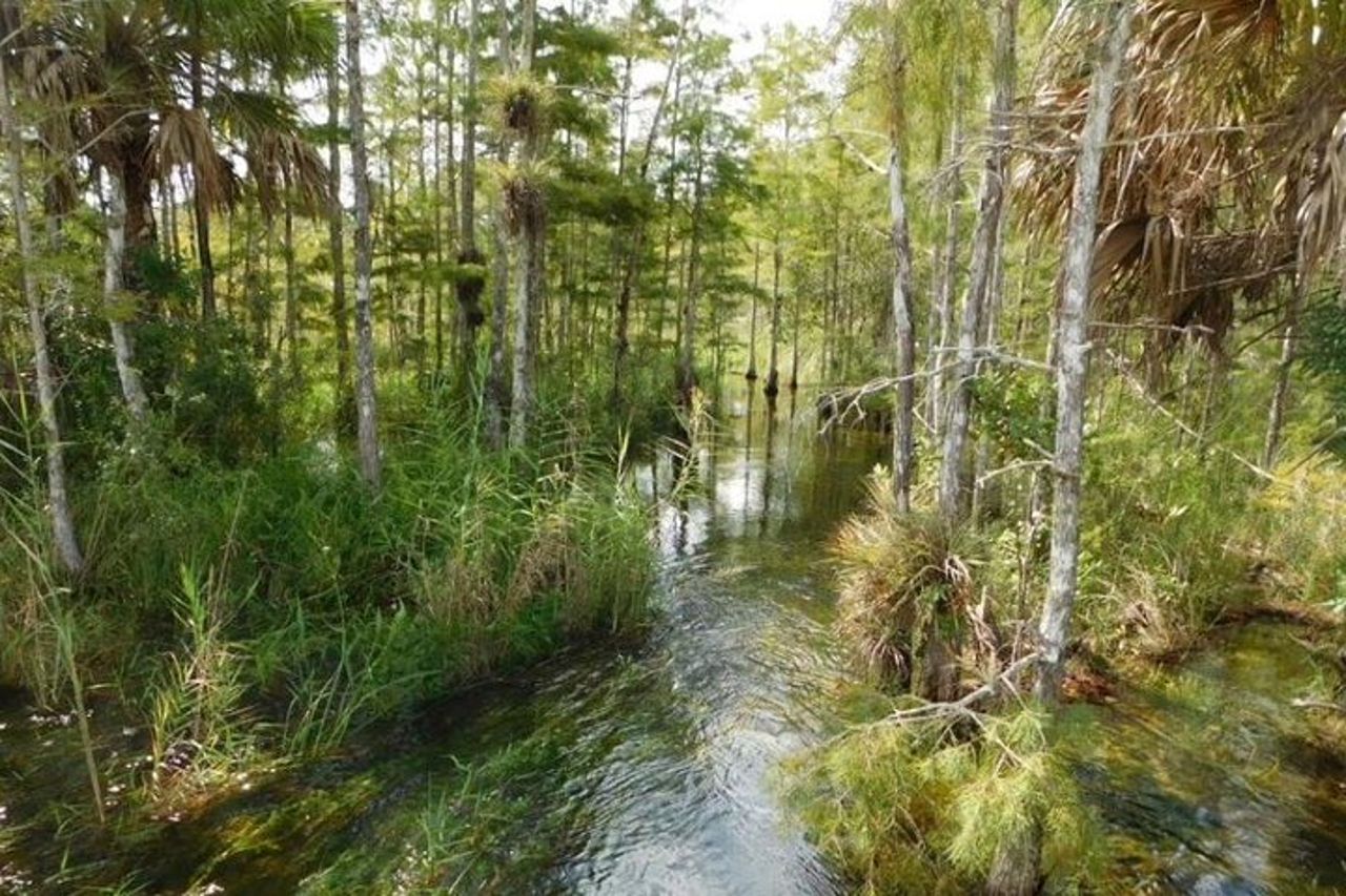 Tour di 4 ore in buggy nella palude in Florida — 2