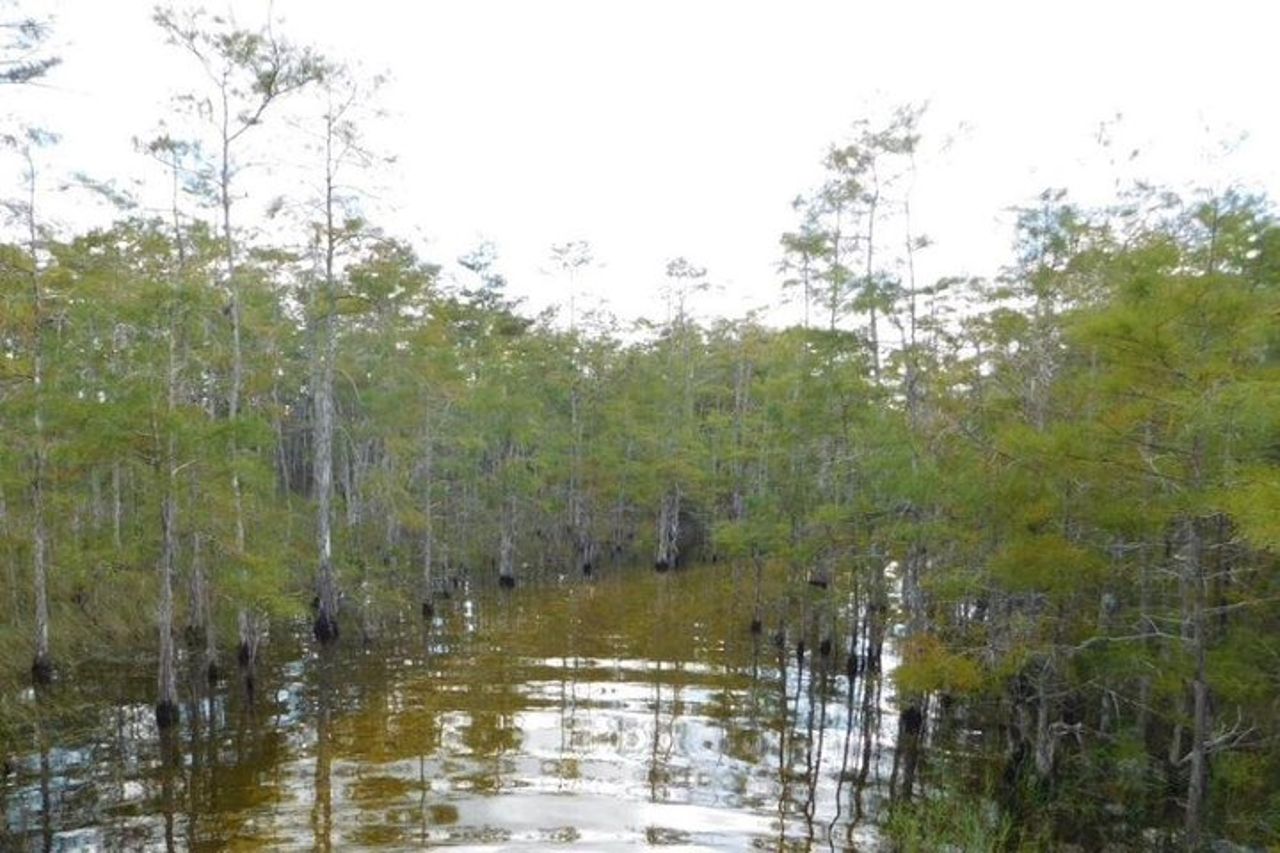 Tour di 4 ore in buggy nella palude in Florida — 3