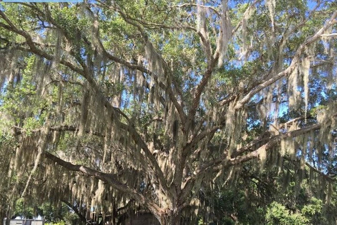 Tour di 4 ore in buggy nella palude in Florida — 4