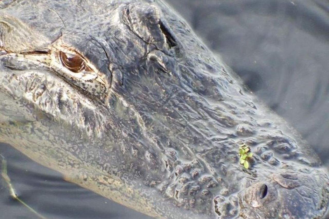 Tour di 4 ore in buggy nella palude in Florida — 7