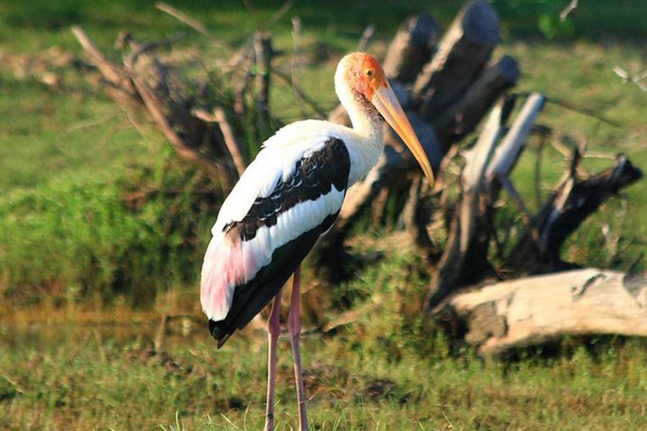 Safari di mezza giornata nel parco nazionale di Bundala dal porto di Hambantota — 3