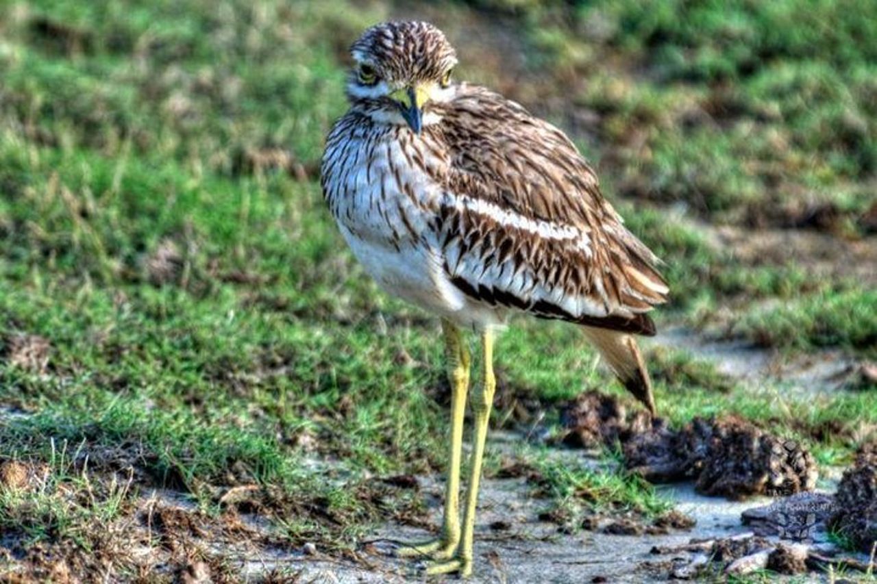Safari di mezza giornata nel parco nazionale di Bundala dal porto di Hambantota — 4