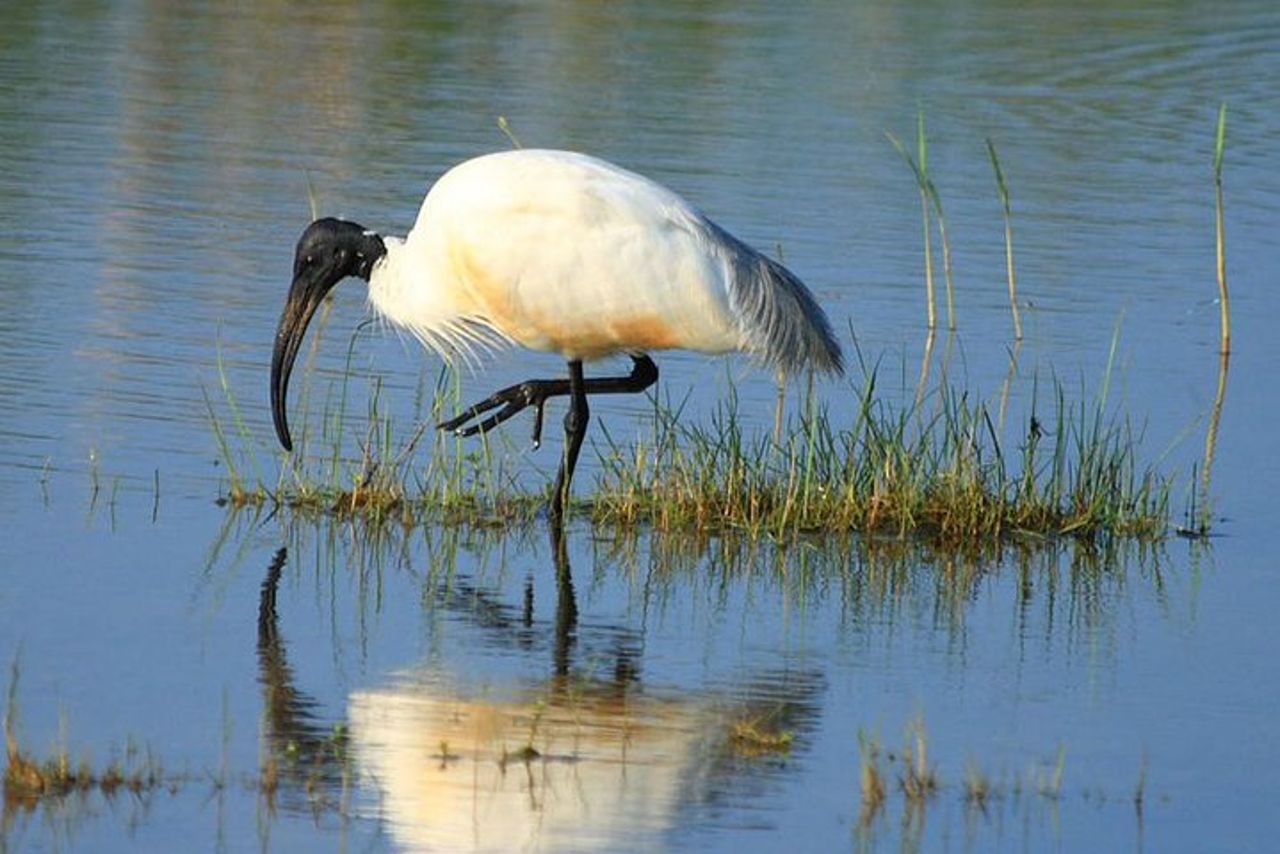 Safari di mezza giornata nel parco nazionale di Bundala dal porto di Hambantota — 5