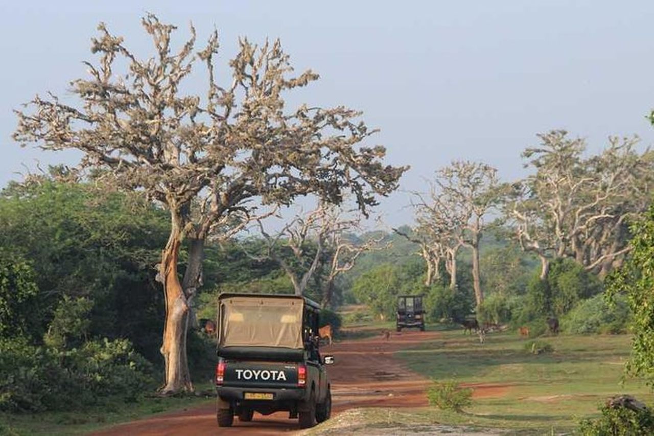 Safari di mezza giornata nel parco nazionale di Bundala dal porto di Hambantota — 6