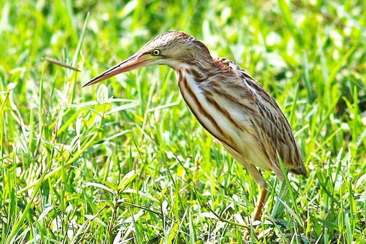 Safari di mezza giornata nel parco nazionale di Bundala dal porto di Hambantota — 8