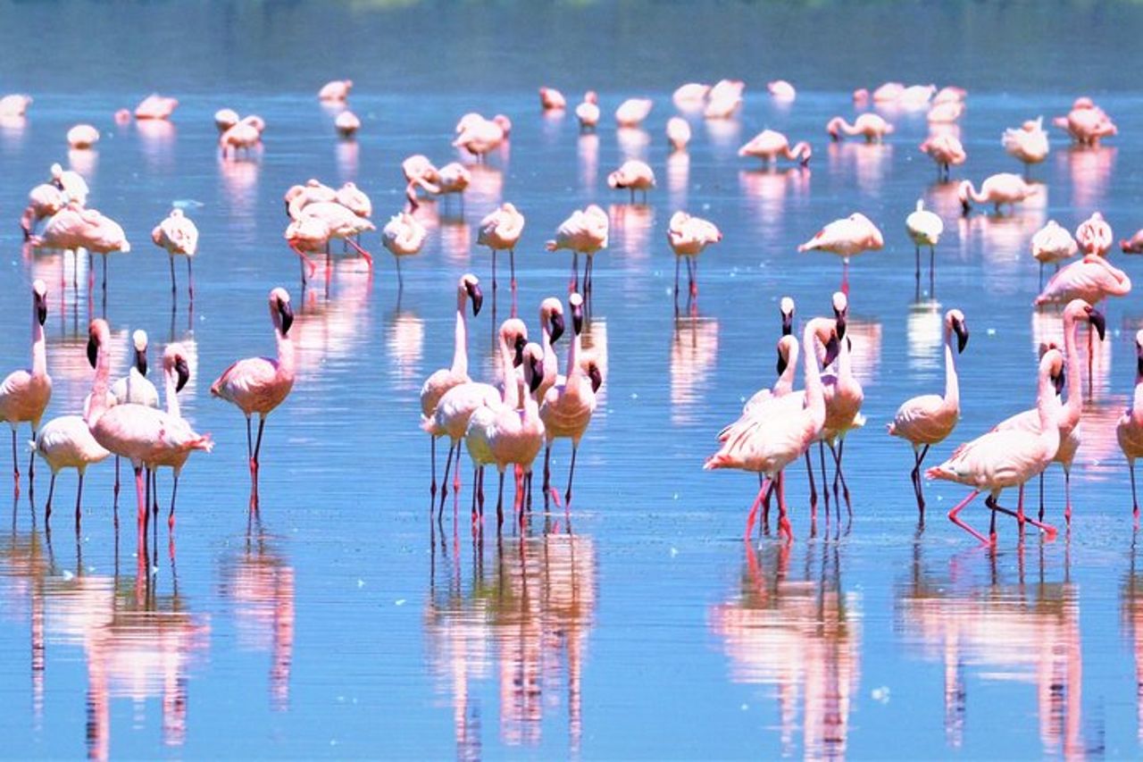 Safari di 1 giorno al Parco Nazionale del Lago Nakuru