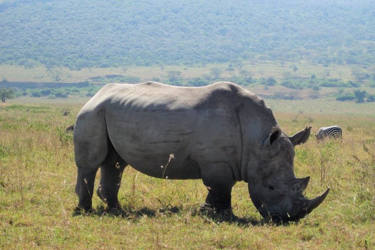 Safari di 1 giorno al Parco Nazionale del Lago Nakuru — 2