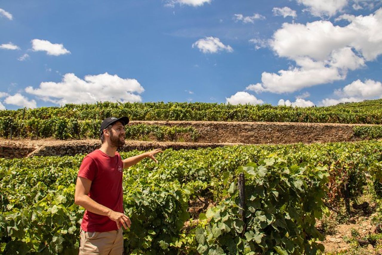 Tour completo del vino della Valle del Douro con pranzo, degustazioni di vini e crociera sul fiume