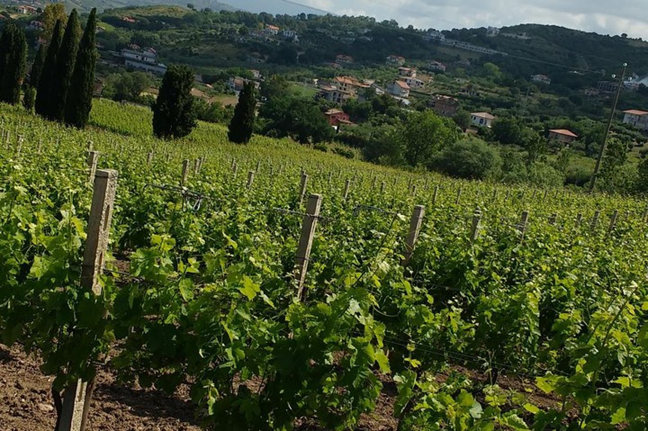 Da Castellabate Paestum Templi Bufala Mozzarella degustazione vini — 6