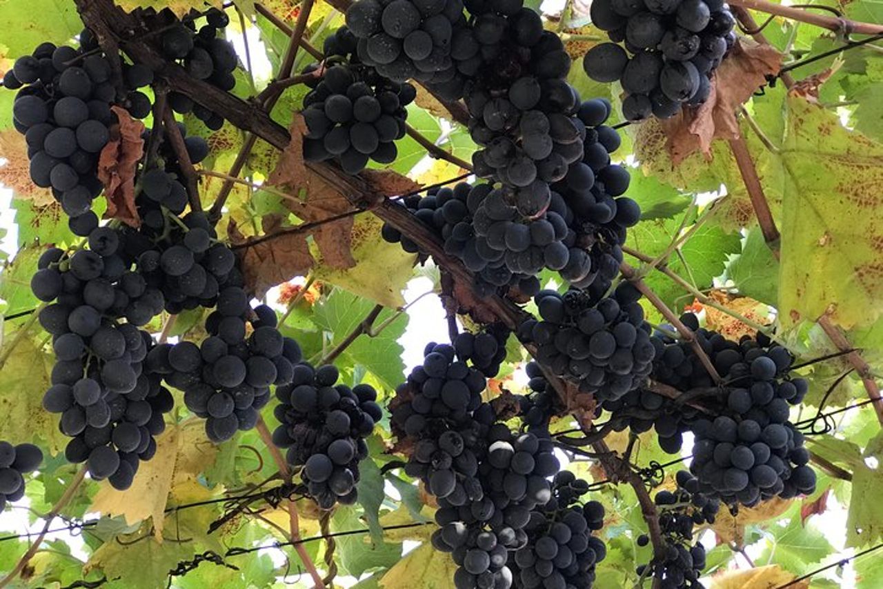 Degustazione di vini e tour panoramico di Kaheti — 3