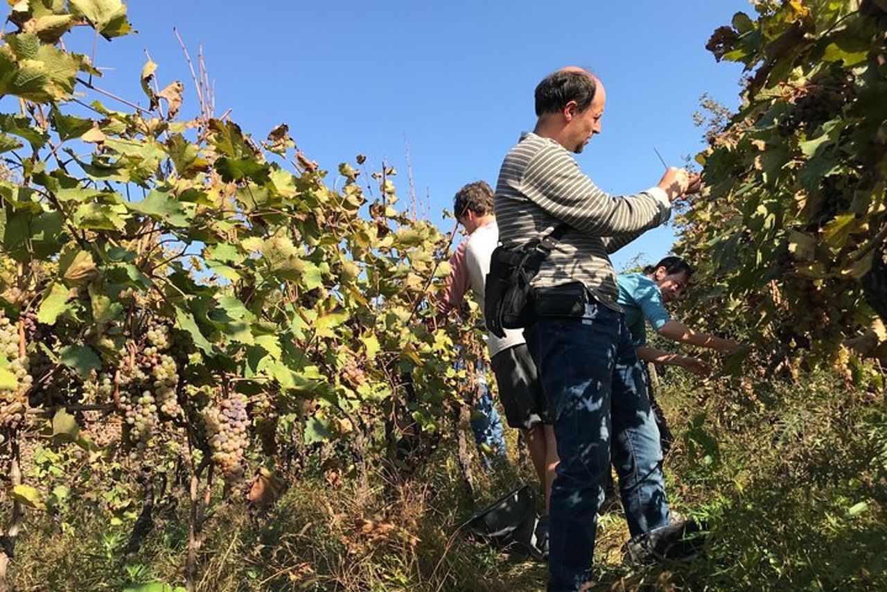 Degustazione di vini e tour panoramico di Kaheti — 4