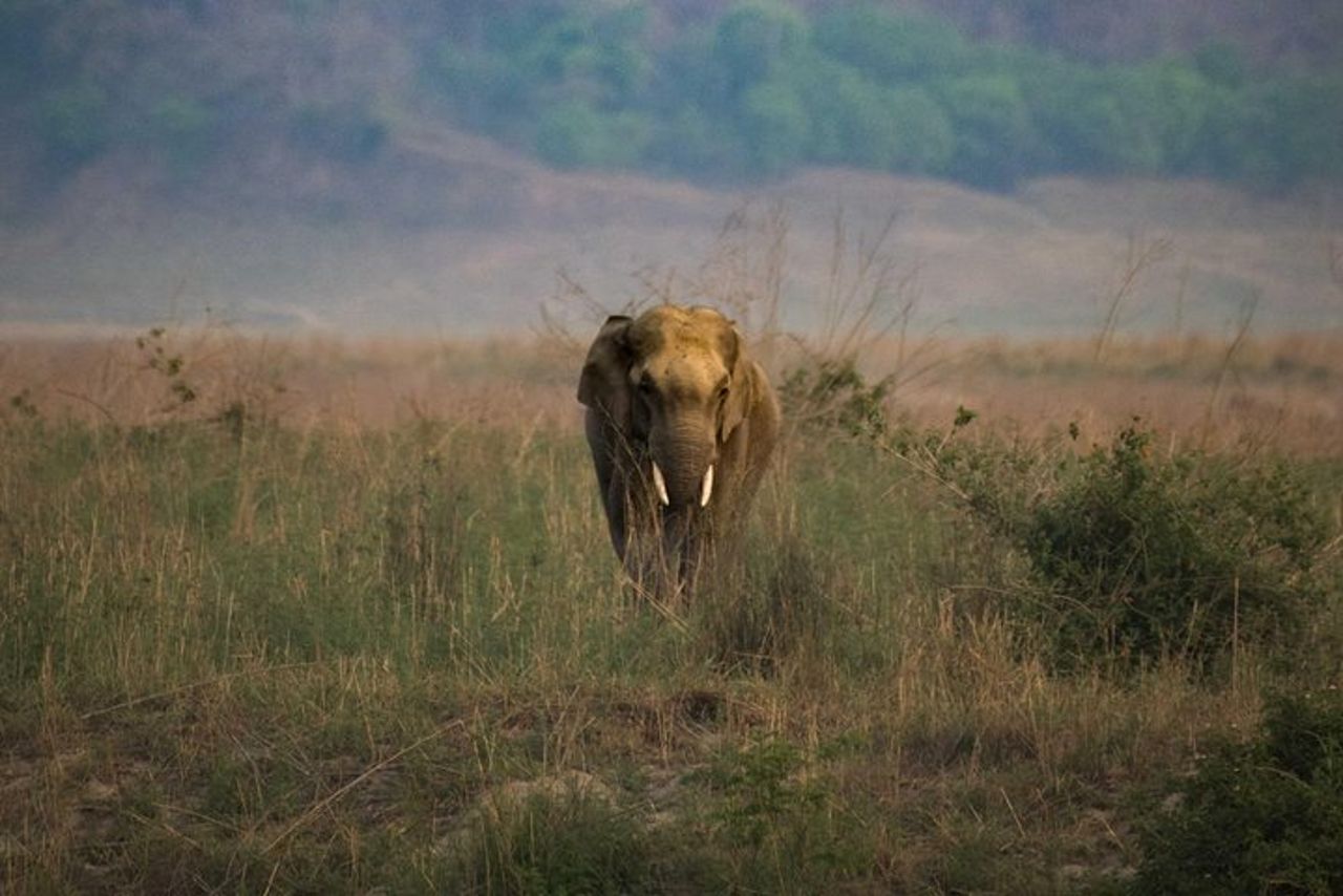 2N Jim Corbett National Park (Dhikala Zone) — 3