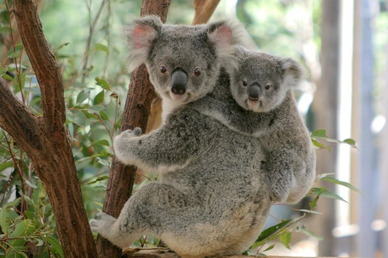 Crociera sul fiume Brisbane con ingresso al santuario Lone Pine Koala — 6