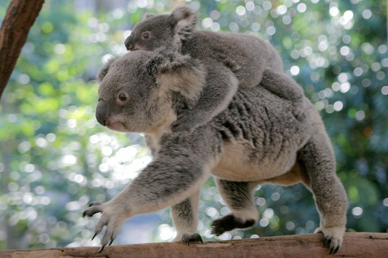 Crociera sul fiume Brisbane con ingresso al santuario Lone Pine Koala — 4