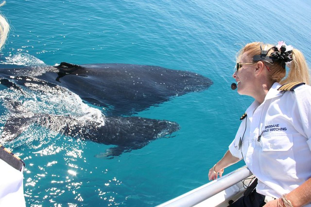 Brisbane Whale Watching Cruise da Redcliffe o Sunshine Coast