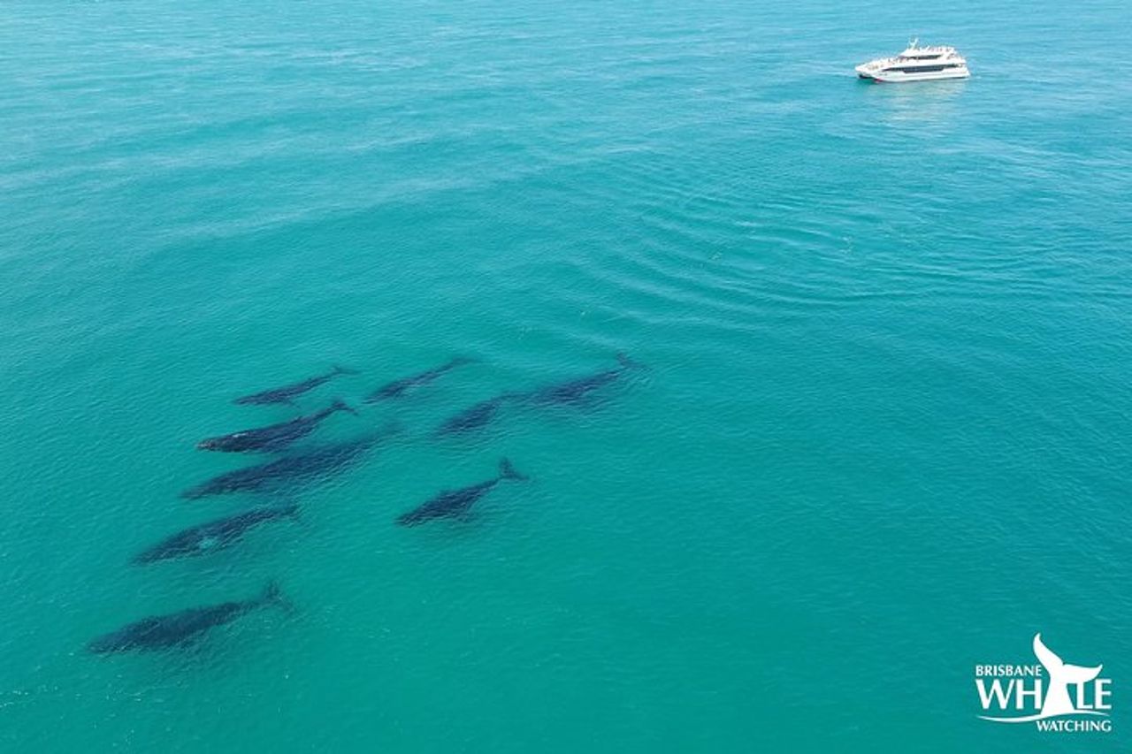 Brisbane Whale Watching Cruise da Redcliffe o Sunshine Coast — 3