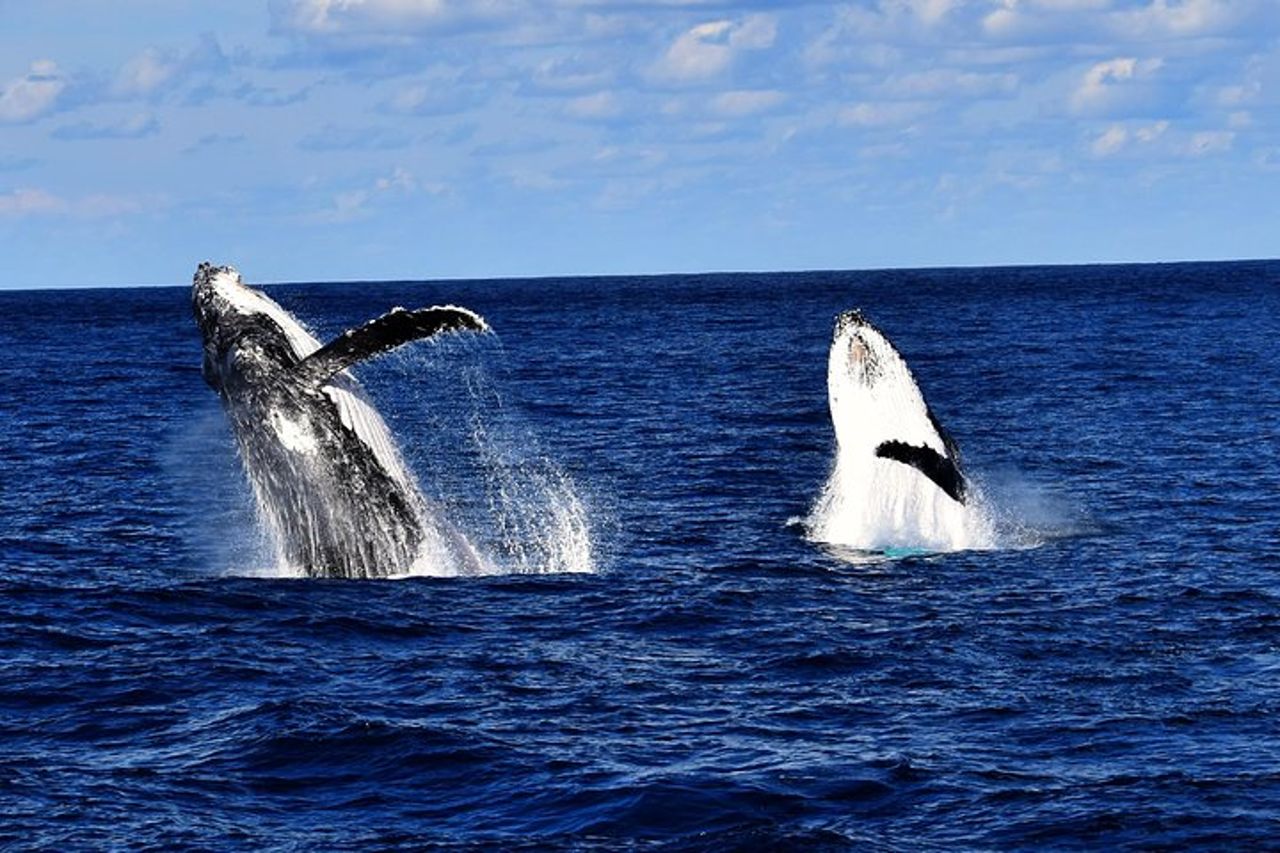 Brisbane Whale Watching Cruise da Redcliffe o Sunshine Coast — 4