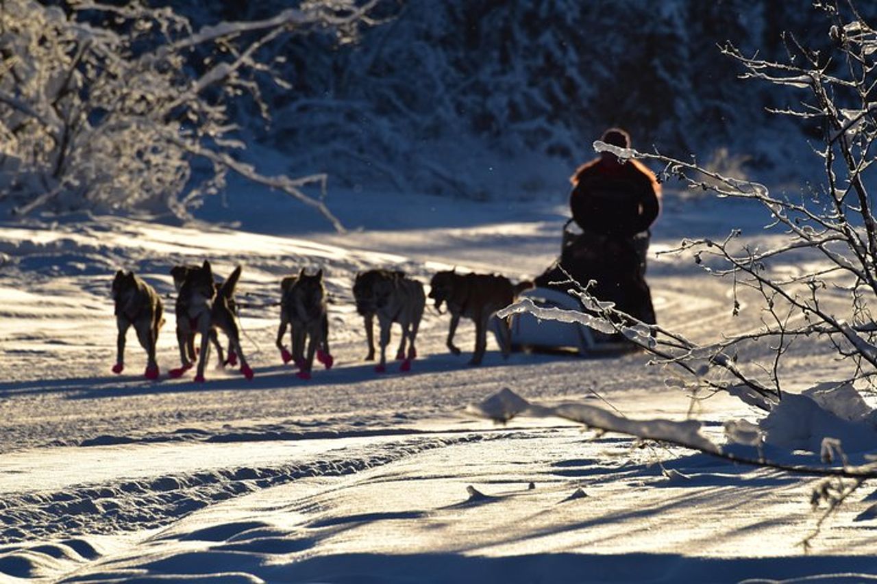 Esperienza di slitte trainate da cani e Mushing al Polo Nord — 4