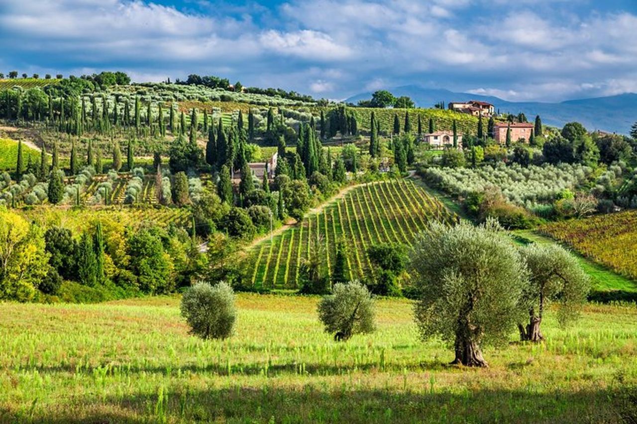 Esperienza enologica privata di Pisa, pasta e Chianti e pranzo da Montecatini — 4
