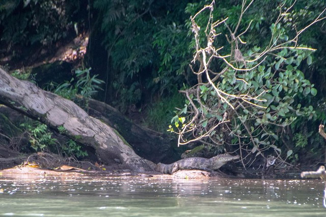 Tour in kayak nella giungla del fiume Sarapiquí — 5