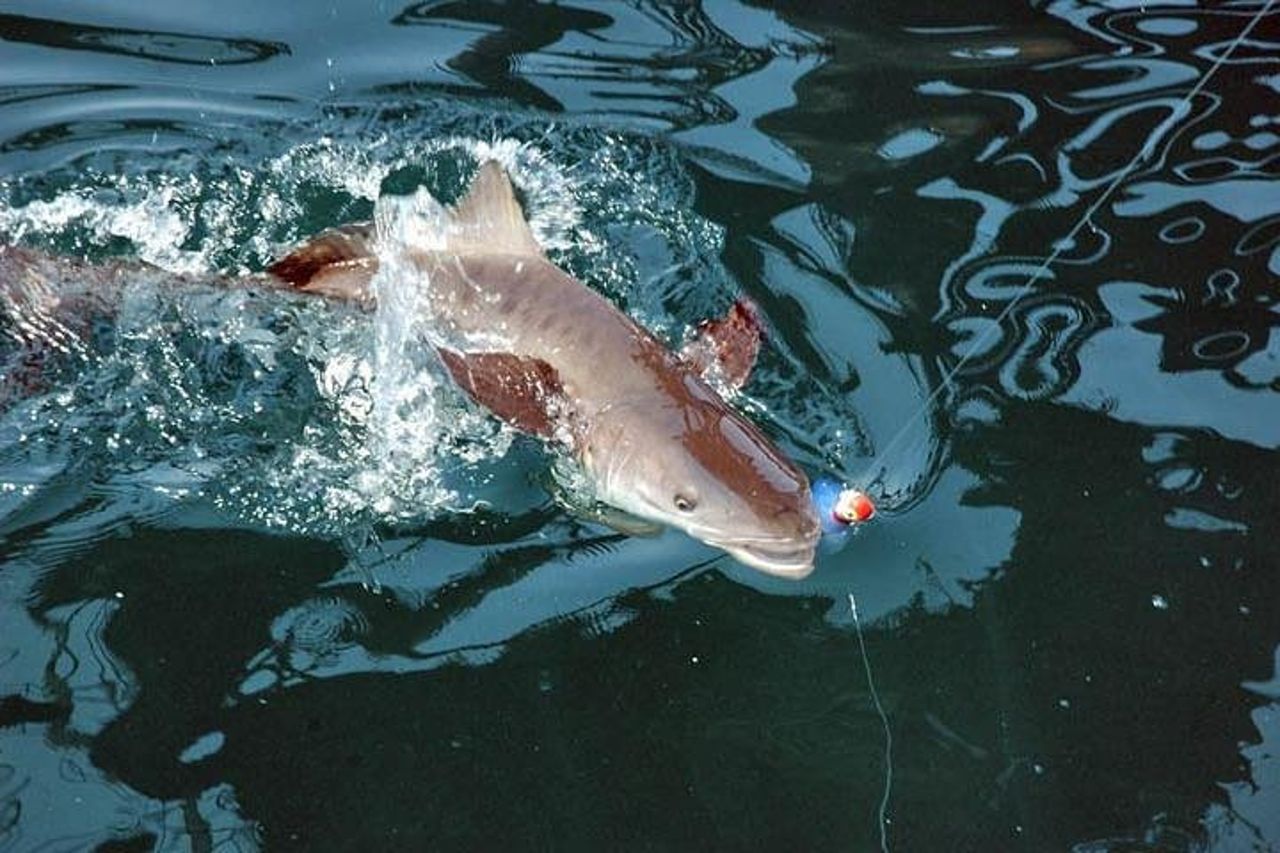 Carta da pesca costiera Amelia Island — 9