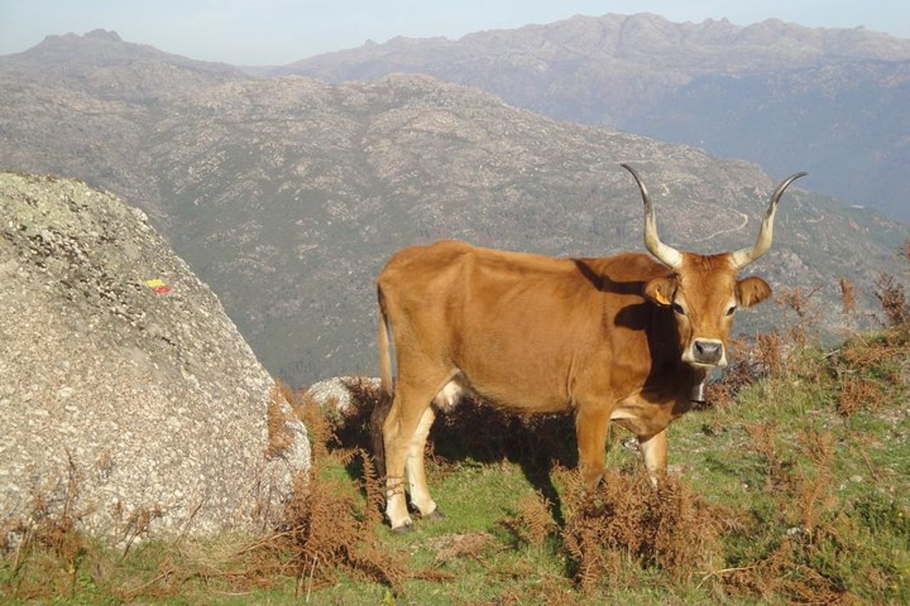 Parco nazionale di Peneda-Gerês - Natura e degustazioni - — 6