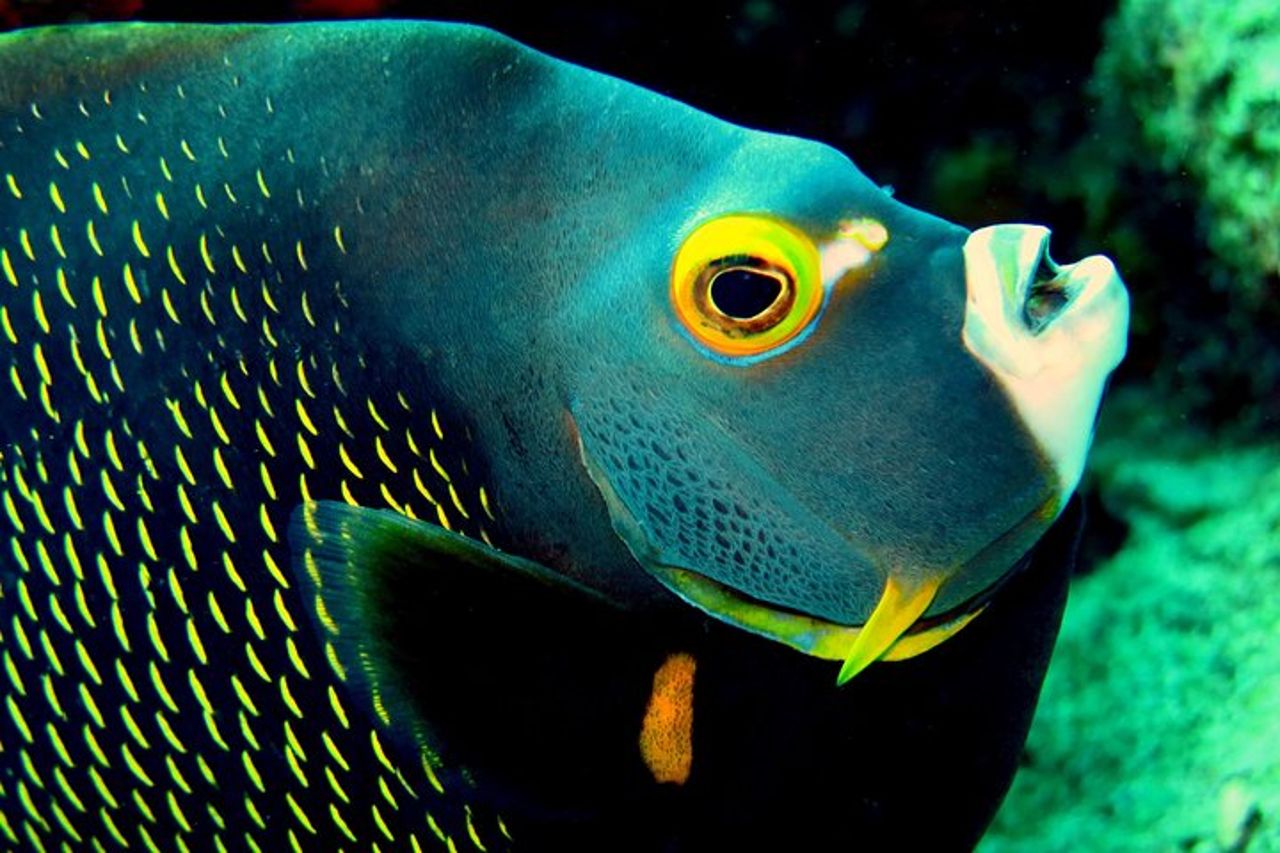 Tour dell'isola del sud e combinazione di snorkeling — 7