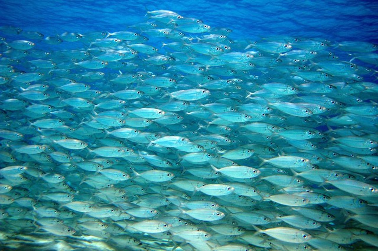 Tour dell'isola del sud e combinazione di snorkeling — 9