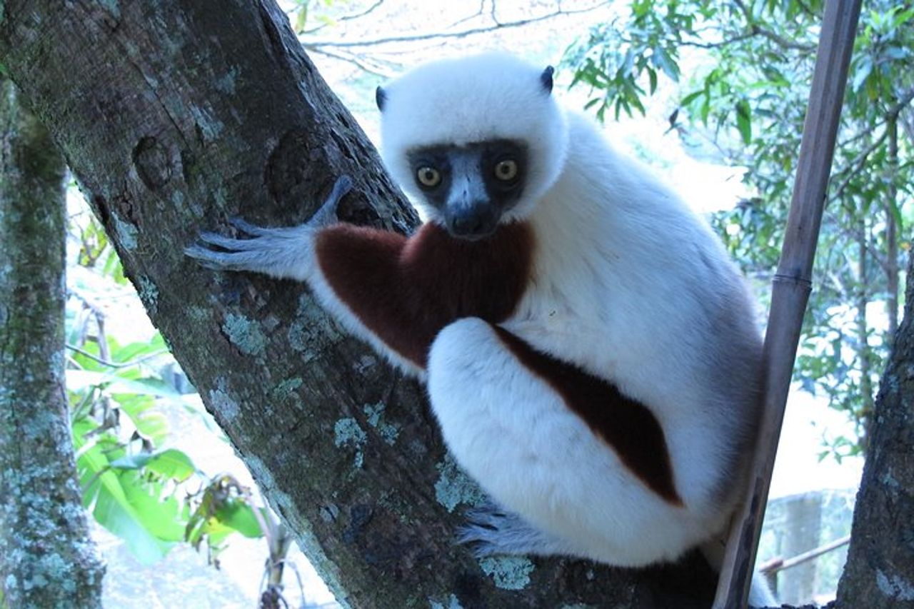 Madagascar 7 giorni Baobabs and Lemurs Tour — 7