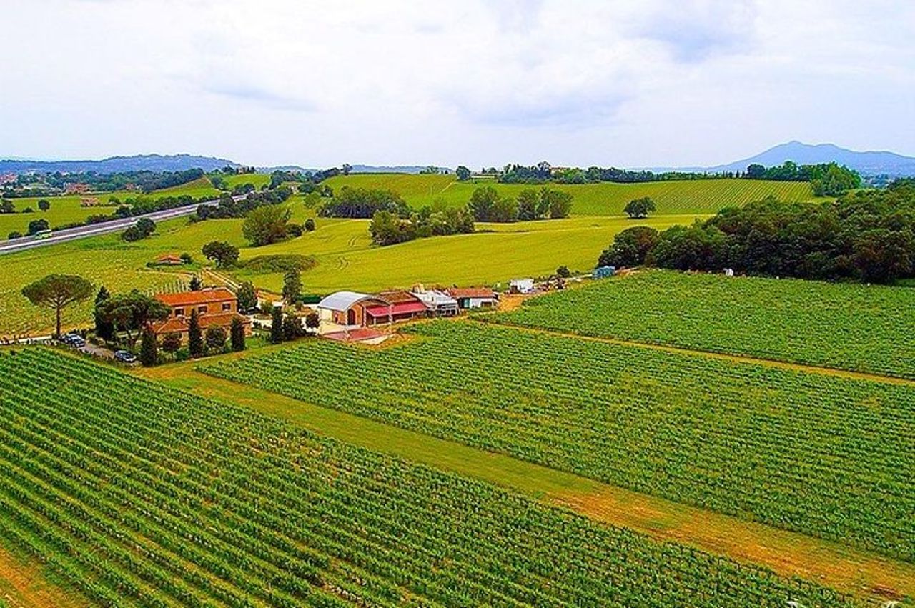 Assapora un menù con degustazione vini, nell'incanto del vigneto Casanova