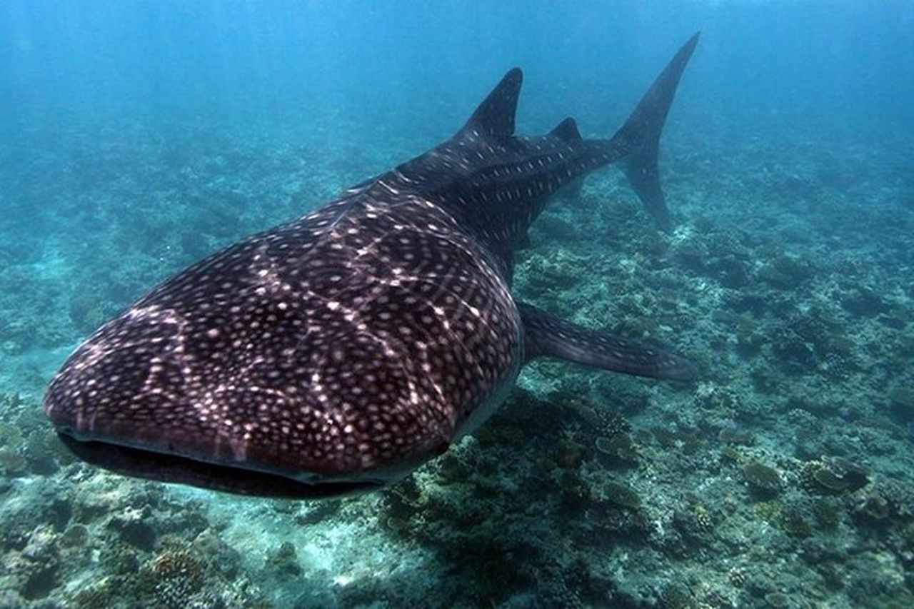 4 notti alle Maldive per viaggiatore singolo — 4