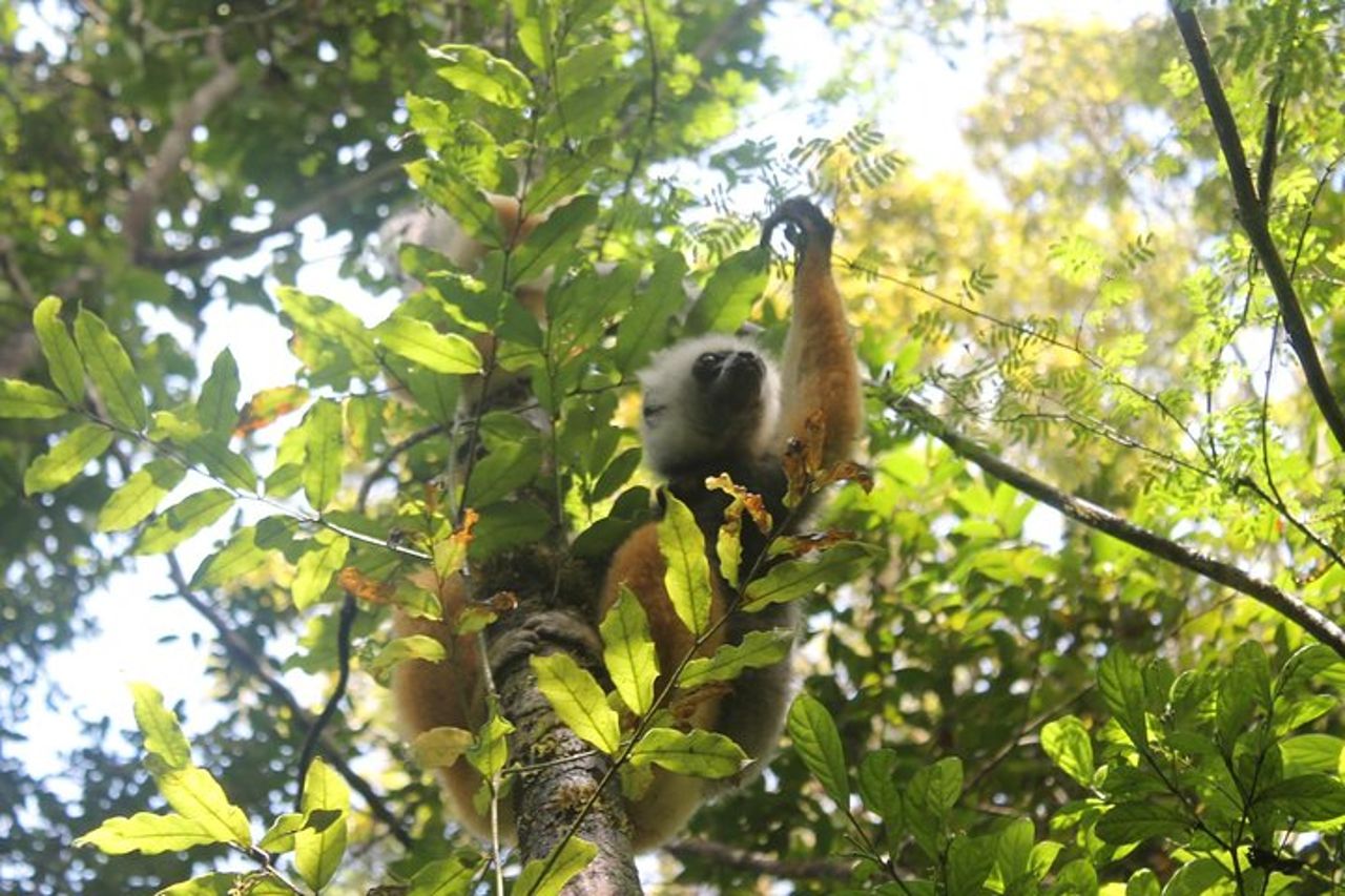 Tour dei Lemuri di un giorno Nella Foresta Pluviale Andasibe e alla Vakona Lodge Reserve — 3