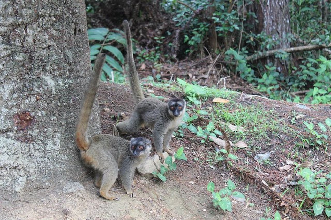 Tour dei Lemuri di un giorno Nella Foresta Pluviale Andasibe e alla Vakona Lodge Reserve — 4