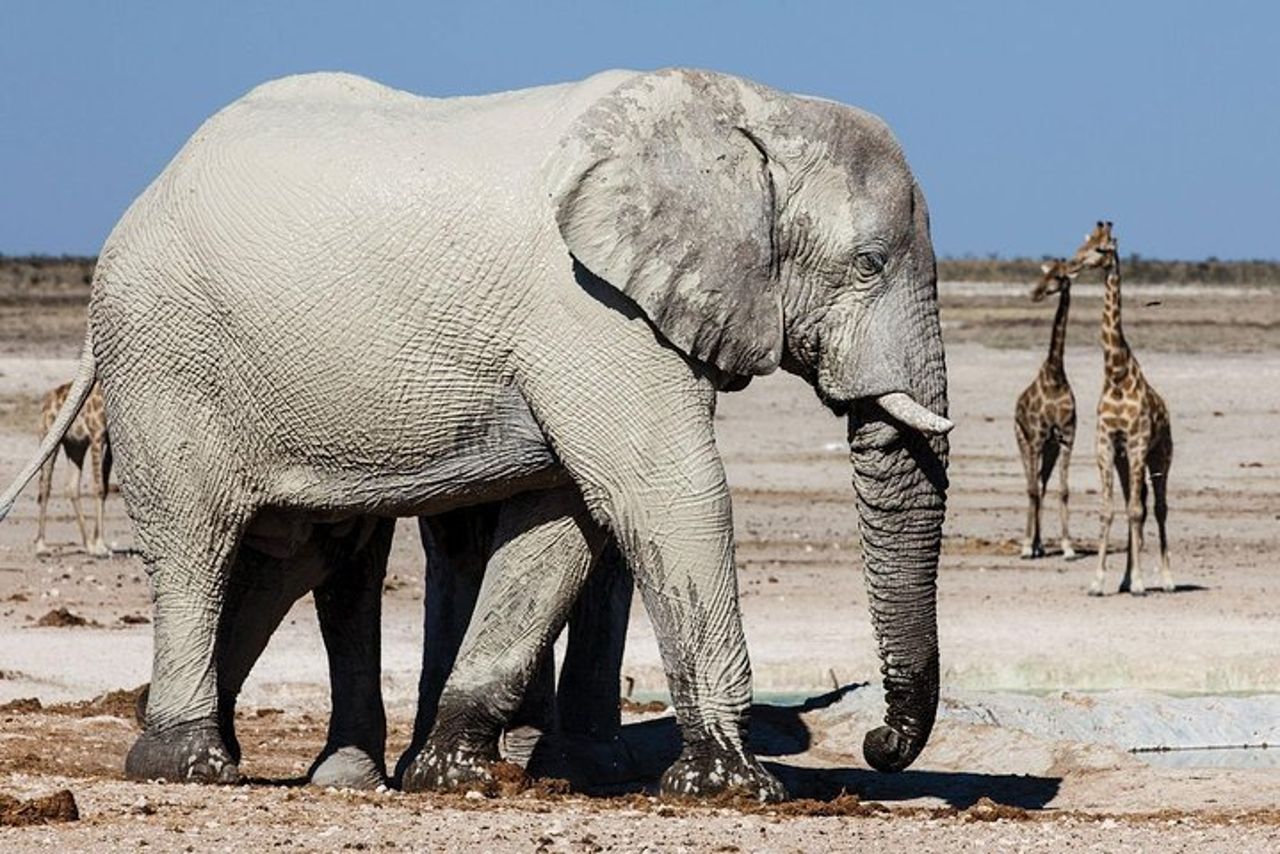 3 GIORNI ETOSHA WILDLIFE SAFARI- Namibia (Campeggio)