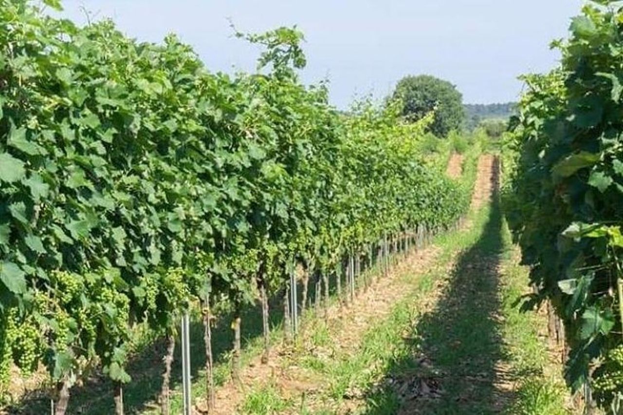 Degustazione di vini a Vieste — 2