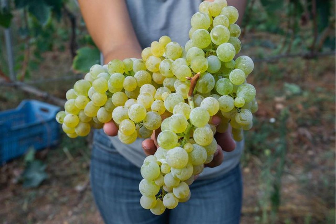 Degustazione di vini a Vieste — 4