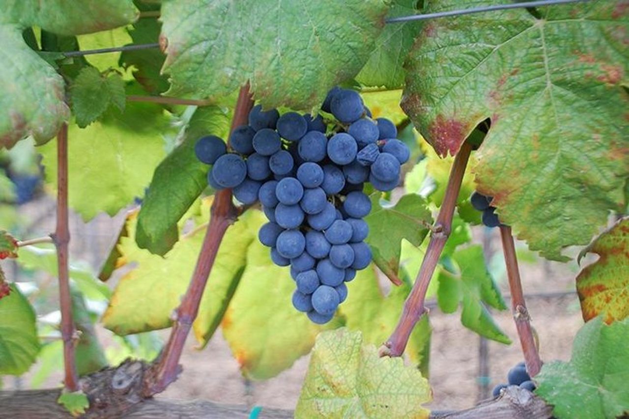 Degustazione di vino e prodotti tipici — 6