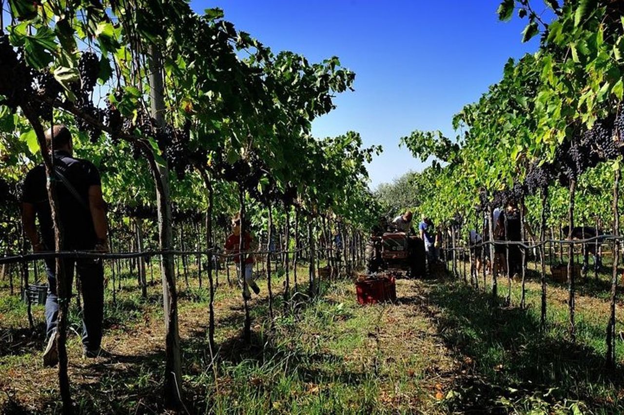 Degustazione di vino e prodotti tipici — 7