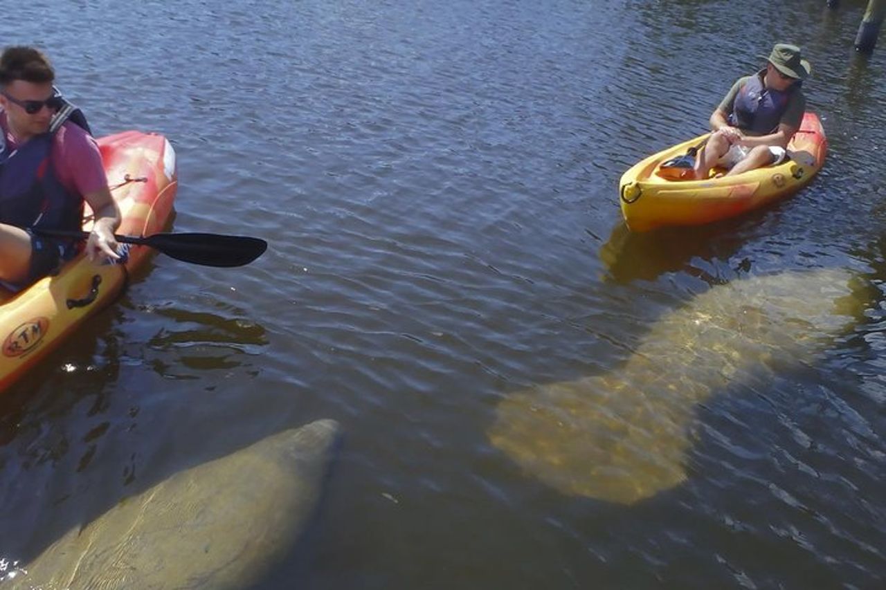 Tour ecologico guidato in kayak - Bunche Beach — 3