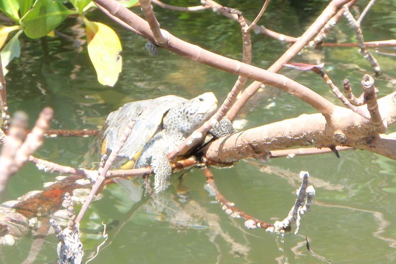 Tour ecologico guidato in kayak - Bunche Beach — 6