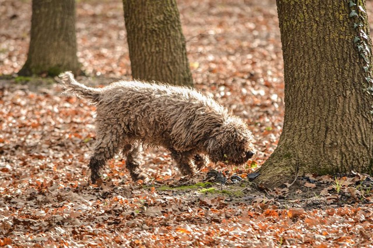 Vivi la caccia al tartufo con vino e pranzo — 7