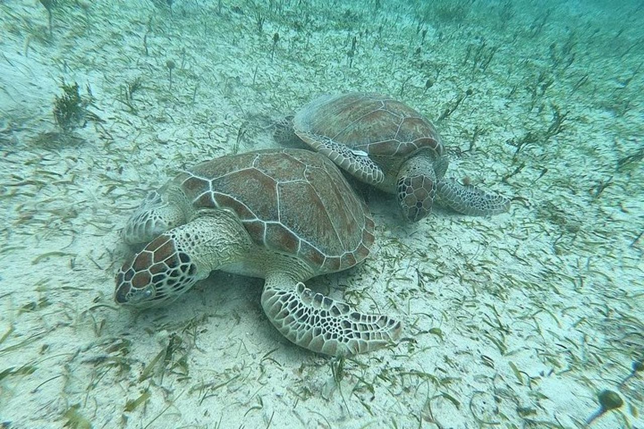 Tour di Culebra Snorkeling con trasporto da San Juan — 5