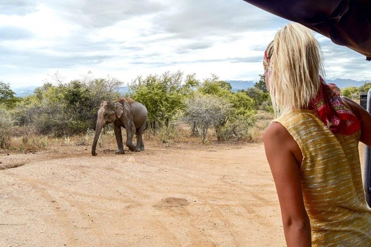 Yala Tour Safari Leopardo di un'intera giornata con pranzo al sacco — 3