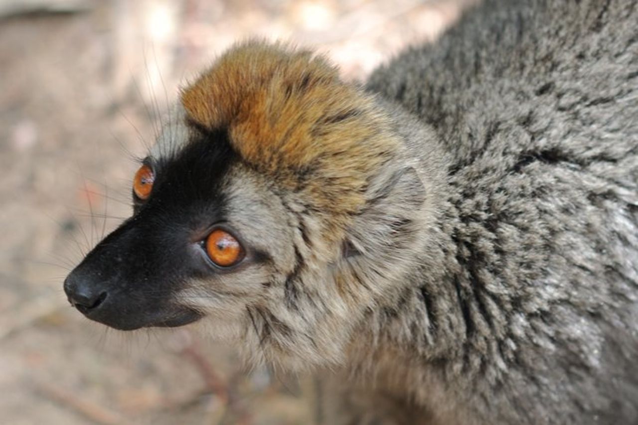 Madagascar unico